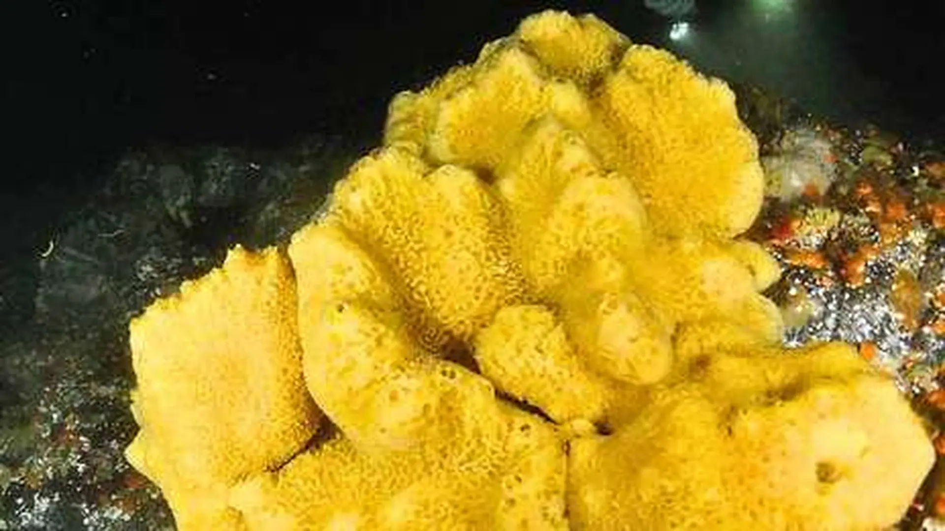 Striking Chemical Link To Early Sea Sponges Scaled
