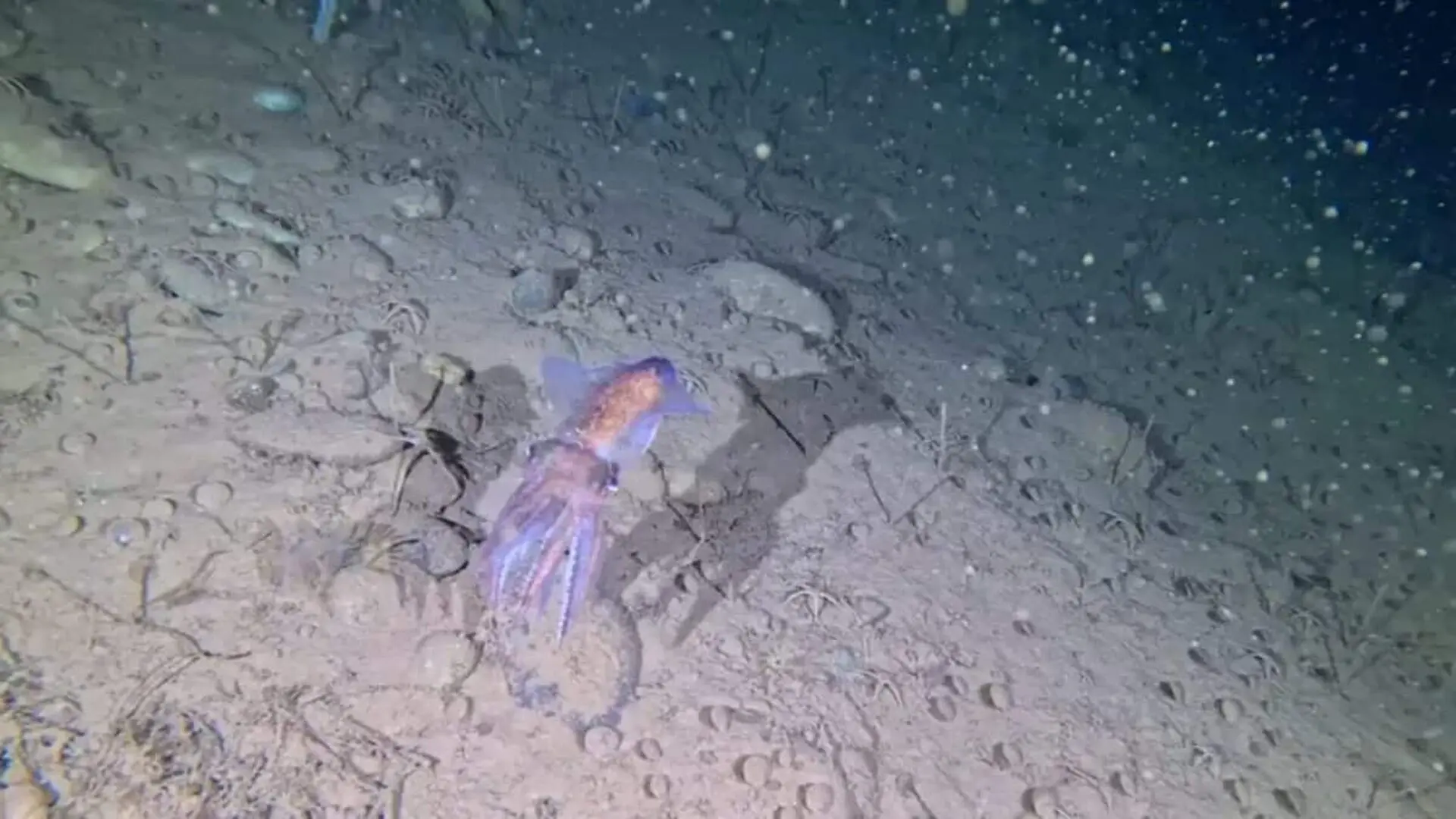 Scientists Just Filmed An Arctic Squid Carrying Eggs In A Place It Had Never Been Seen Before Scaled