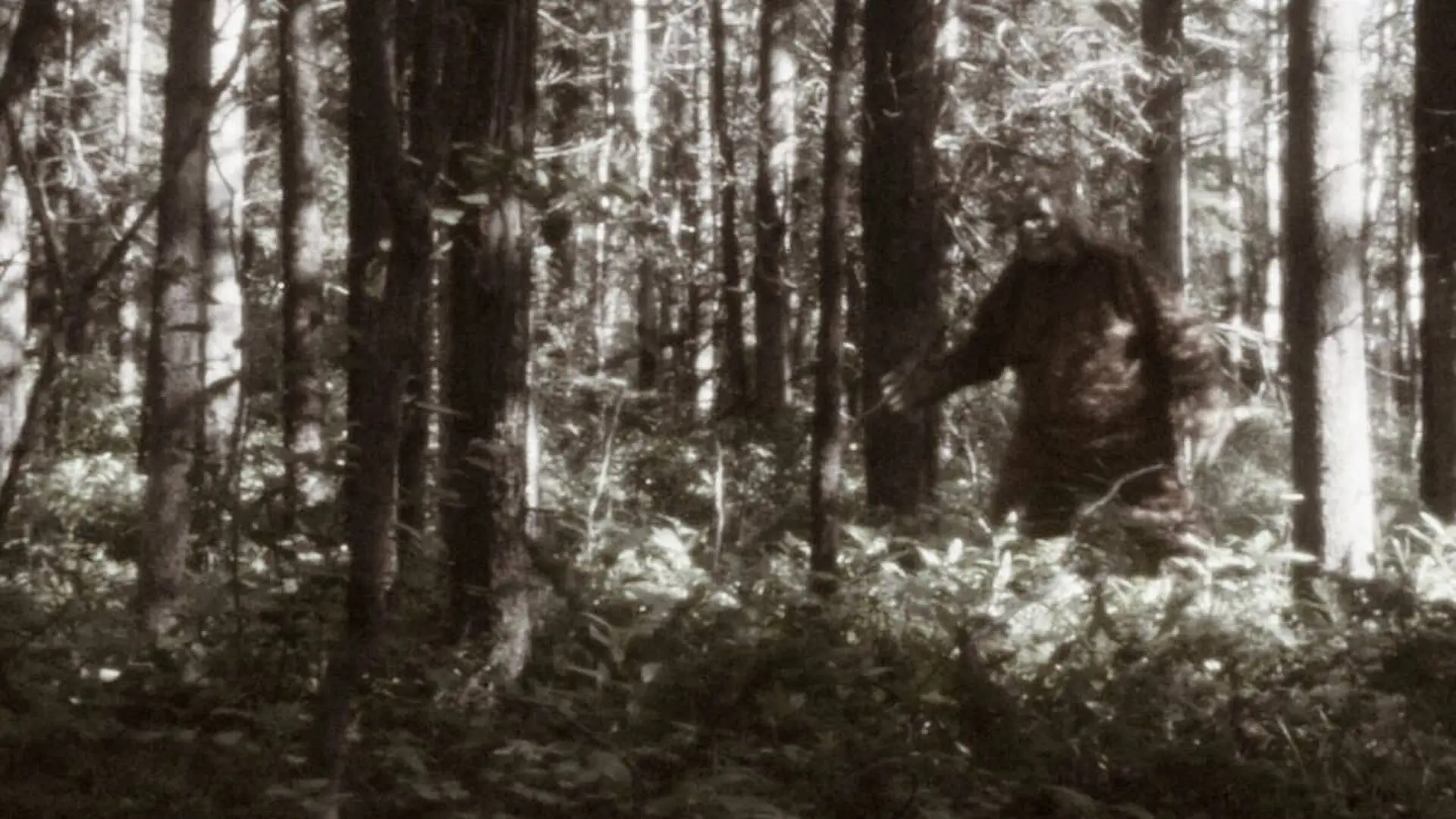 Bigfoot Sighting Scaled