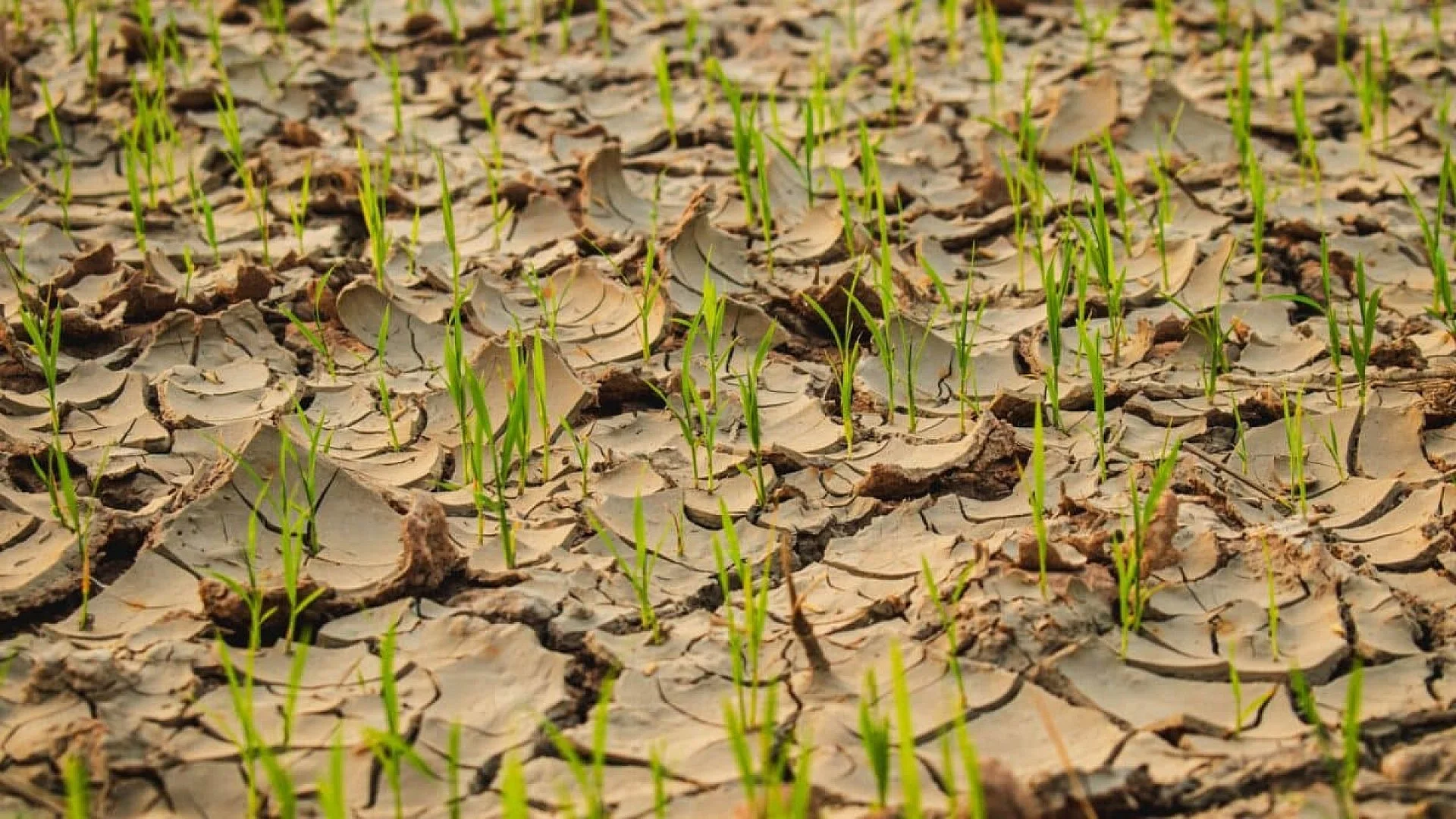 A Chinese Team Unveil Ultra Fast Method That Converts Desert Sand Into Fertile Land In Minutes Scaled
