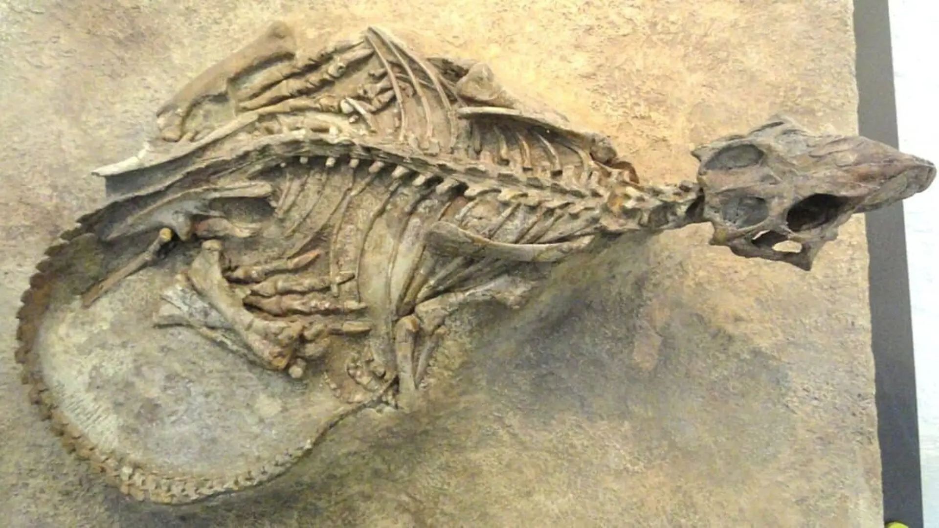 Hidden In A Geological Core A Dinosaur Fossil Offers New Clues About Cretaceous China Scaled