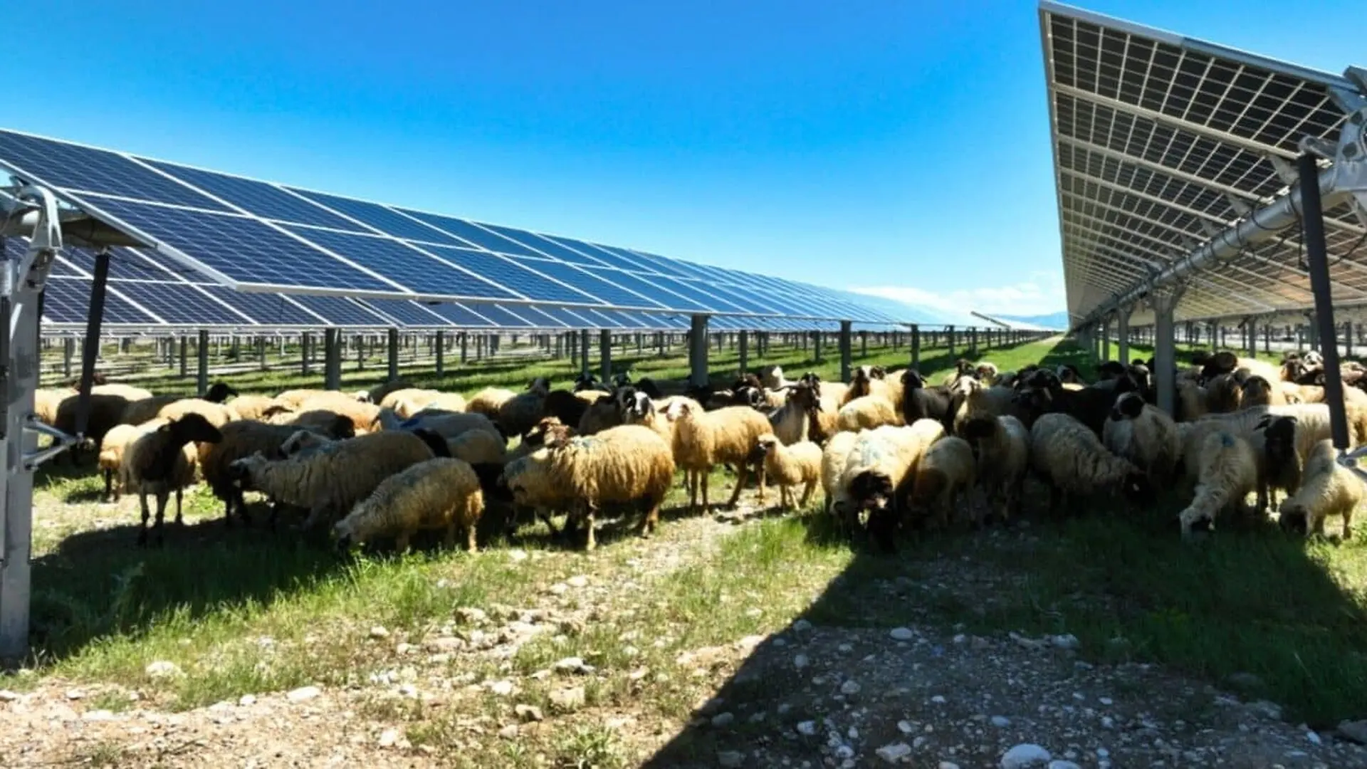 Volkswagen Put 100 Sheep Beneath Solar Panels Scaled