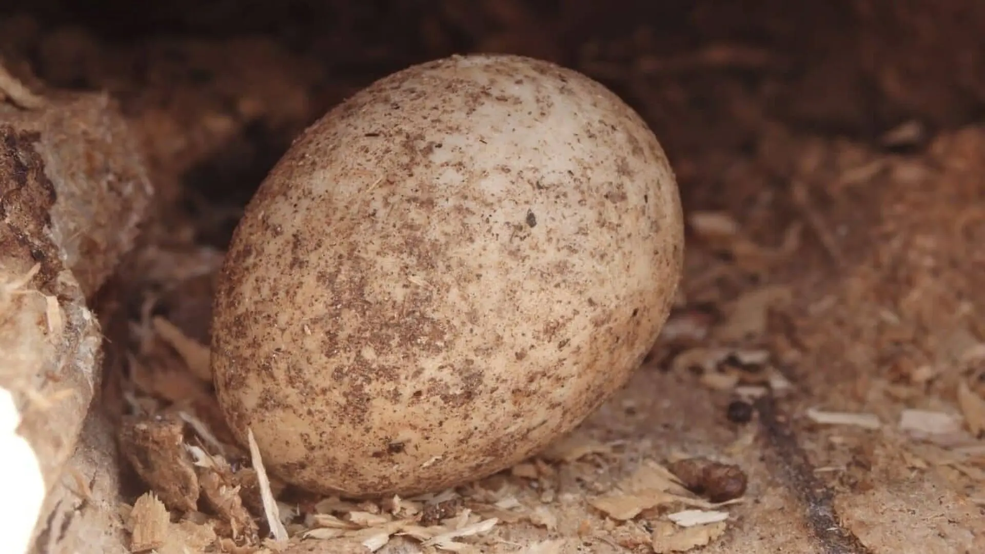 Scientists Found A 15 Million Year Old Record Of Earths Atmosphere Hidden Inside Giant Bird Eggshells Scaled