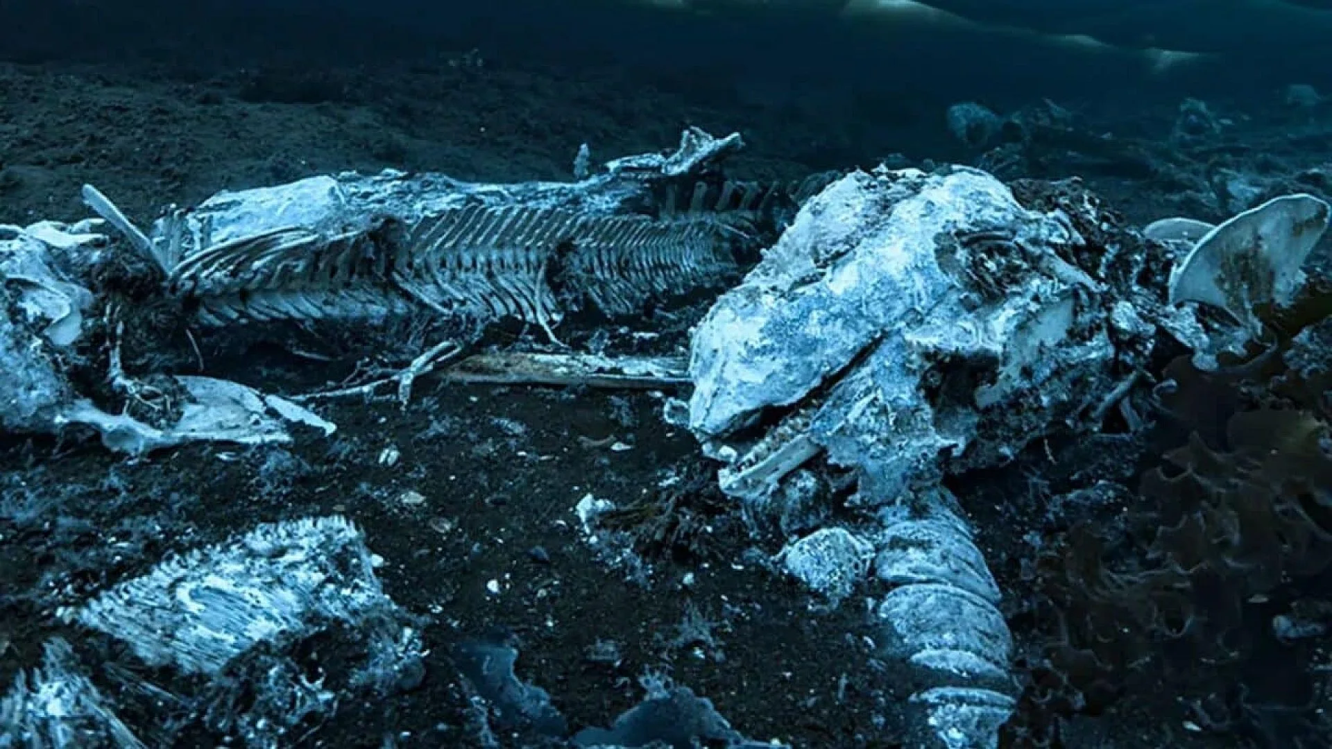 Scientists Reveal The Strange Deep Sea Creature That Can Devour An Entire Whale Skeleton And Survive For Years Scaled