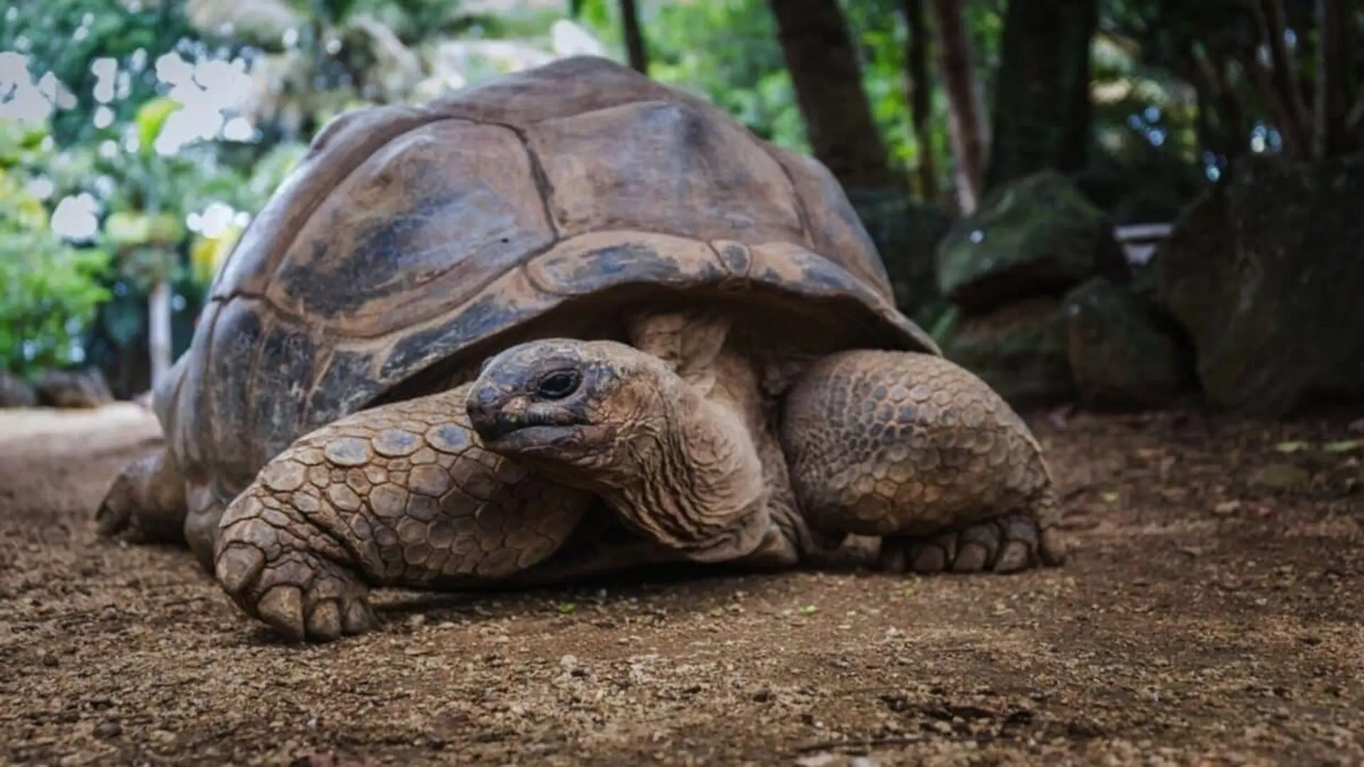 Scientists Analyzed The Dna Of Jonathan A Tortoise Believed To Be 194 And One Group Of Genes Told A Very Different Story Scaled