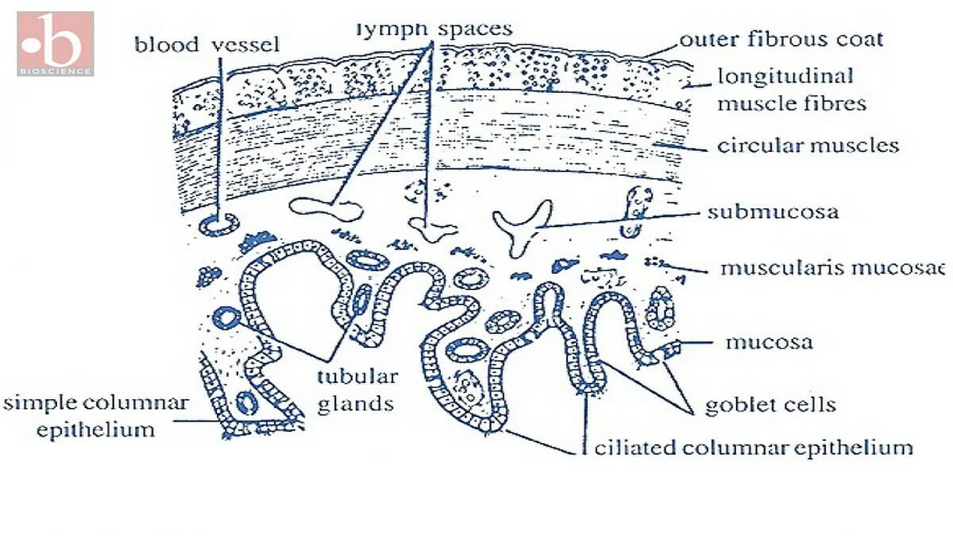 Transverse section of the esophagus.