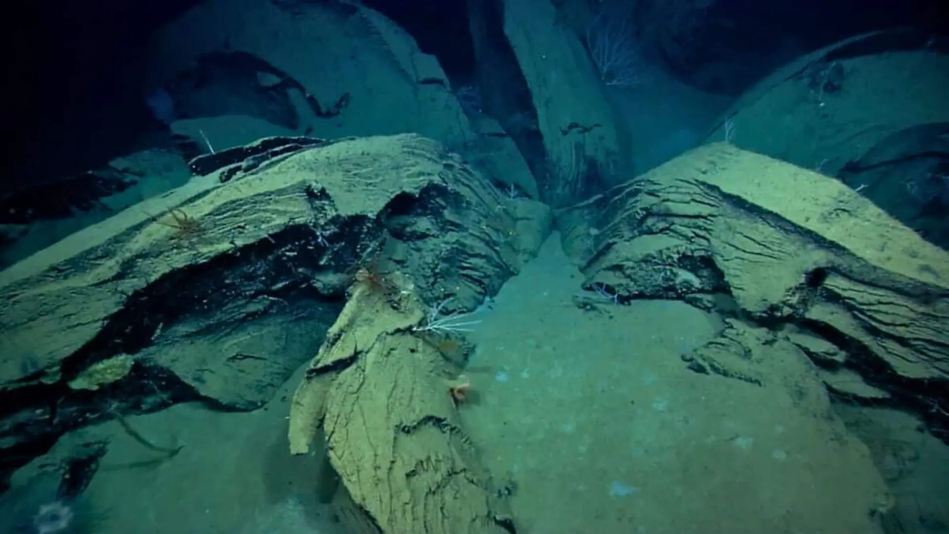 Researchers Found Strange %e2%80%98flowers Growing From The Seafloor Scaled