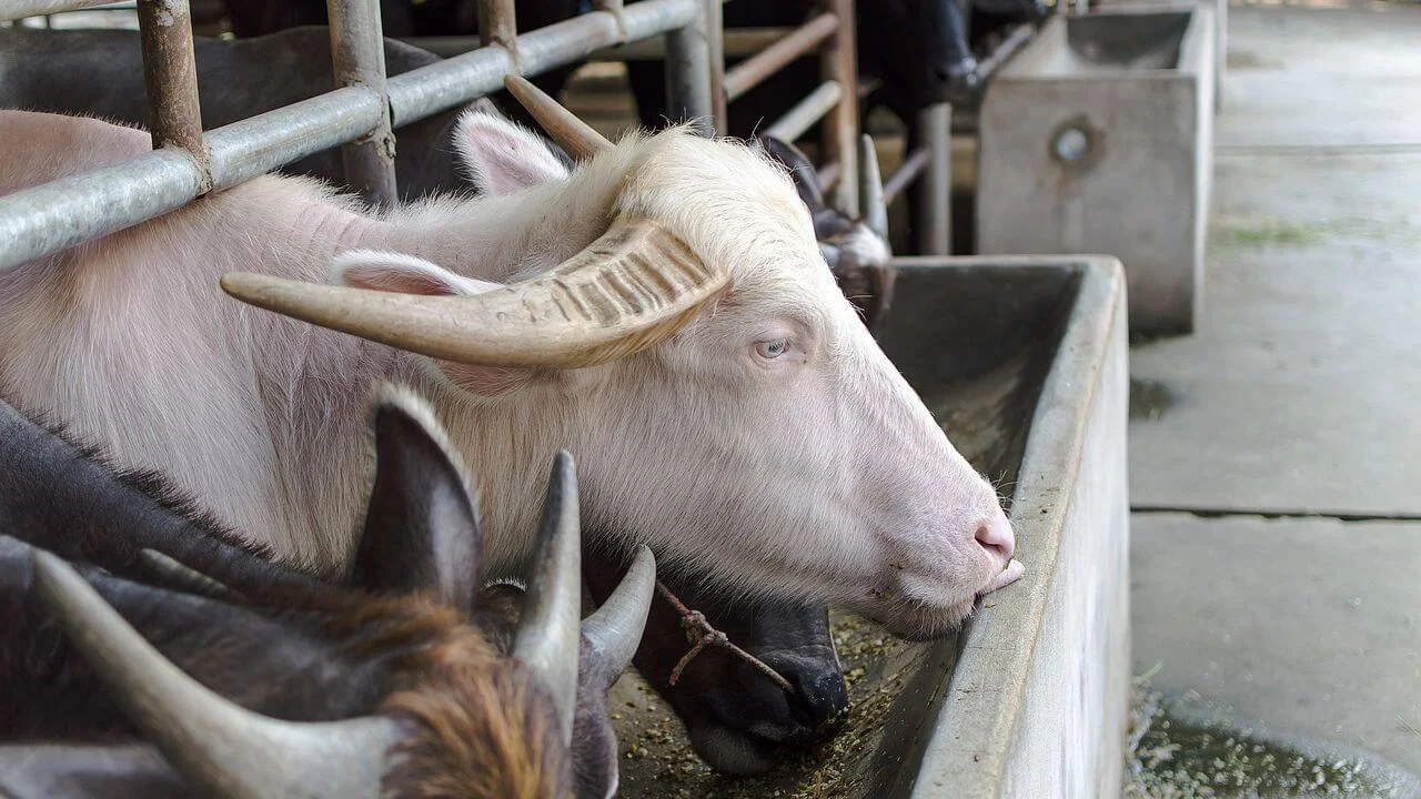 A white water buffalo with curved horns stands at a concrete feeding trough in a sheltered enclosure.
