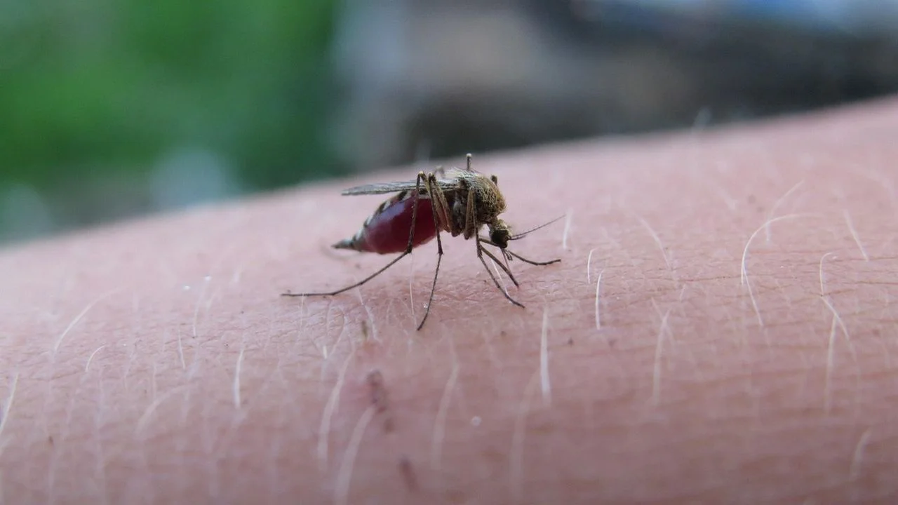 Close-up photograph of a mosquito on human skin with its abdomen filled with blood during a feeding session.