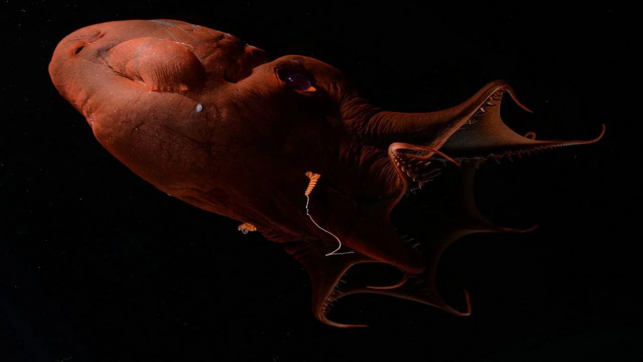 The vampire squid (Vampyroteuthis sp.) is one of the most enigmatic animals of the deep sea.