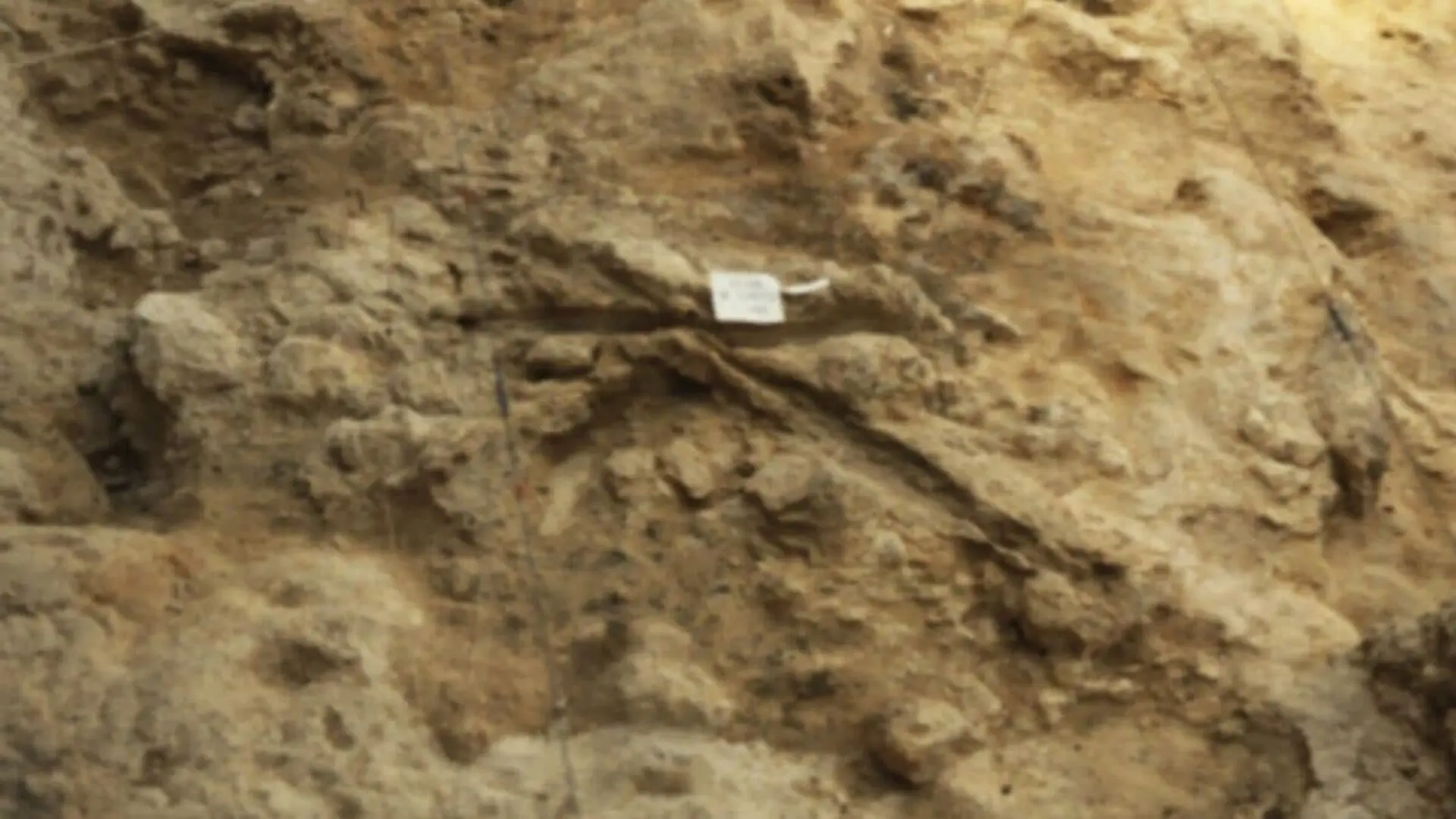 Archaeologists Uncovered Ancient Wood Tools In Spain Including A Mysterious Neanderthal Club Scaled