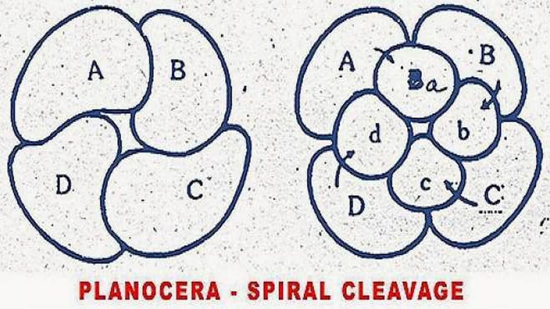 Development of Planocera