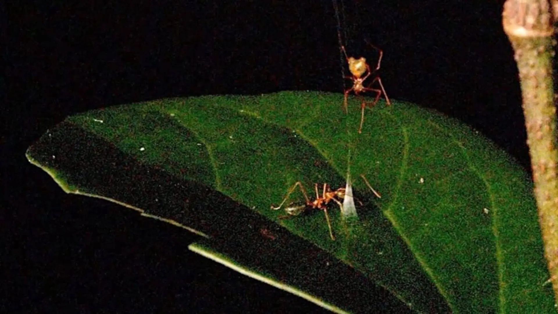 This Spider Is Not Like The Others It Catapults Its Prey Into A Trap At 140 Times Earths Gravity Scaled