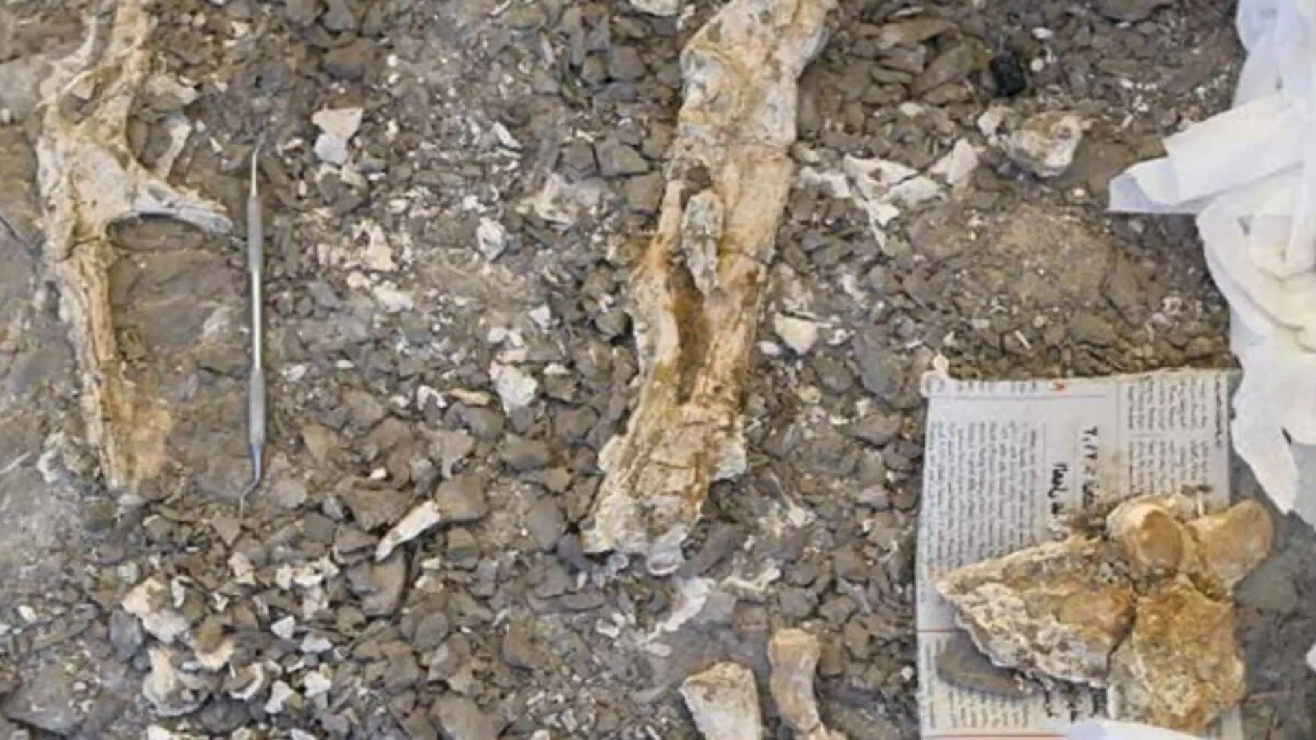 Scientists Discover New Mosasaur Fossil In Egypt With An Unexpected Hunting Ability Scaled