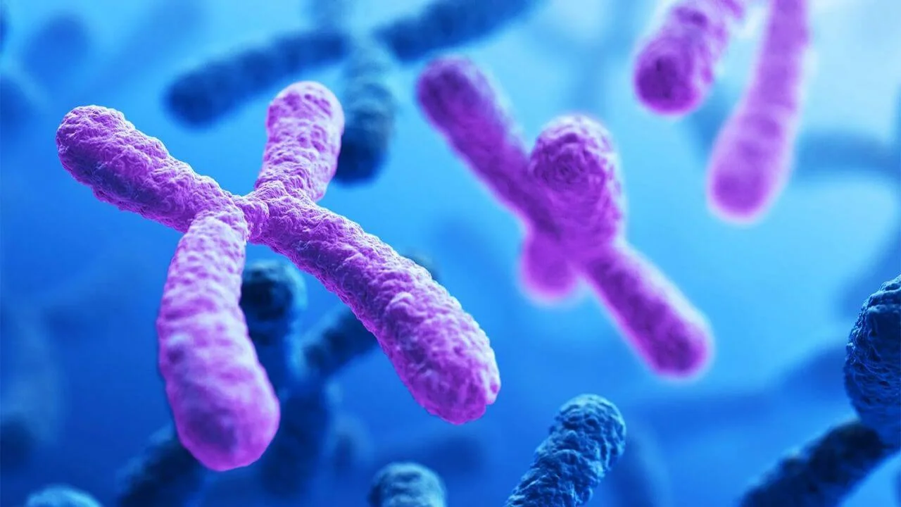 A stylized illustration of X-shaped chromosomes during cell division, representing the genetic structures mapped in the study.