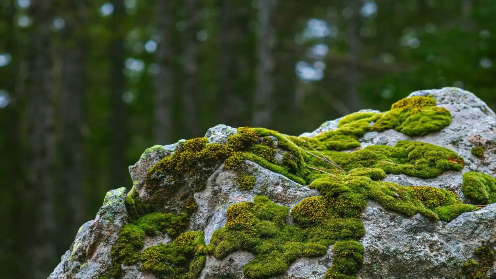 The Ancient Fungi Bond Hiding Inside Californias Toughest Moss Scaled