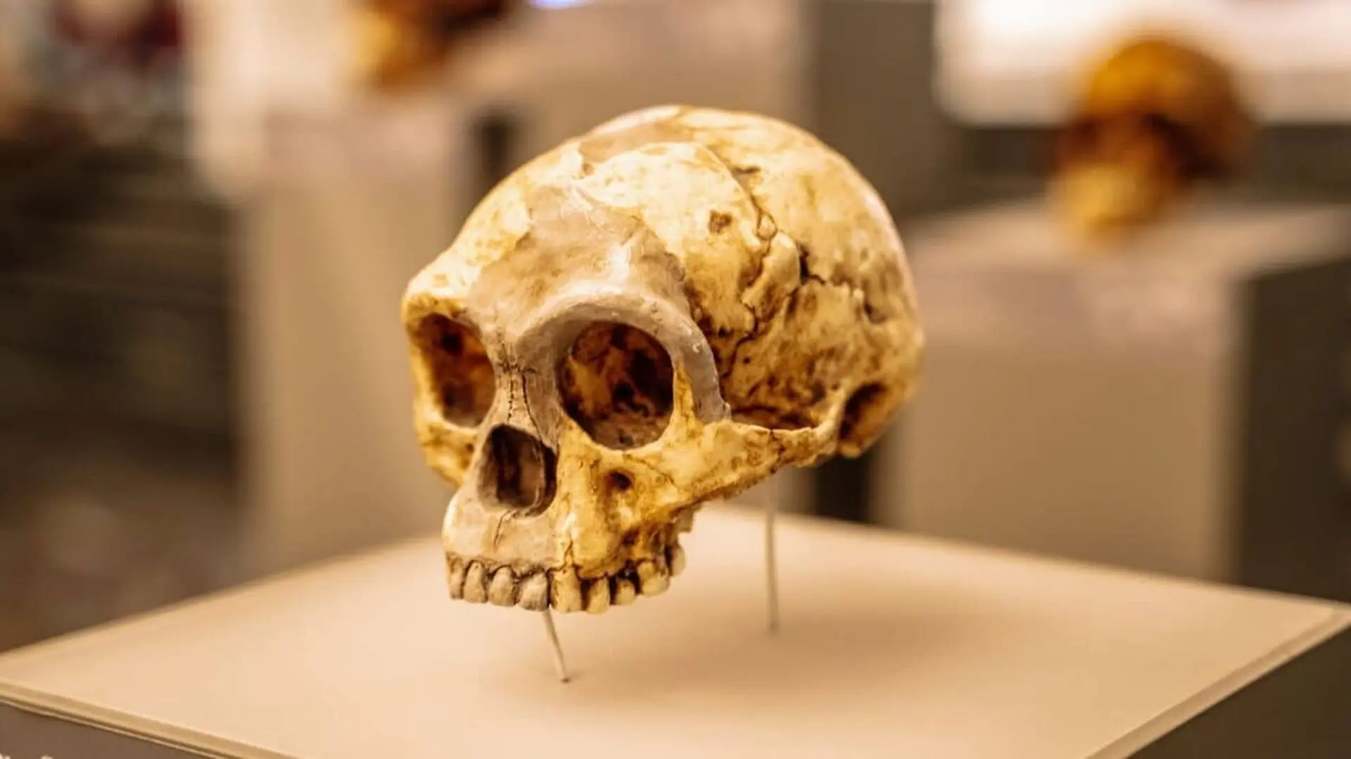 Hidden Dna In Modern Humans Points To Two Lost Branches Of The Human Family Scaled
