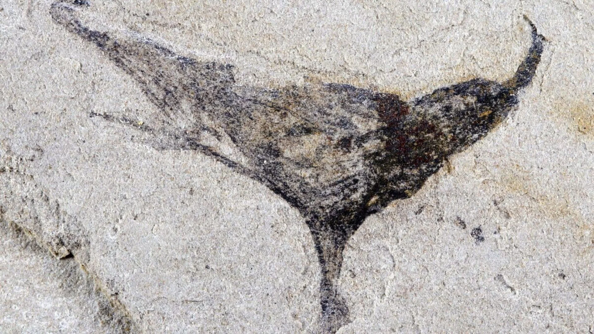 Deep Inside Ancient Rock Scientists Uncovered Bizarre Fossil Marine Creatures That Thrived Before Earth Was Filled With Complex Animals Scaled