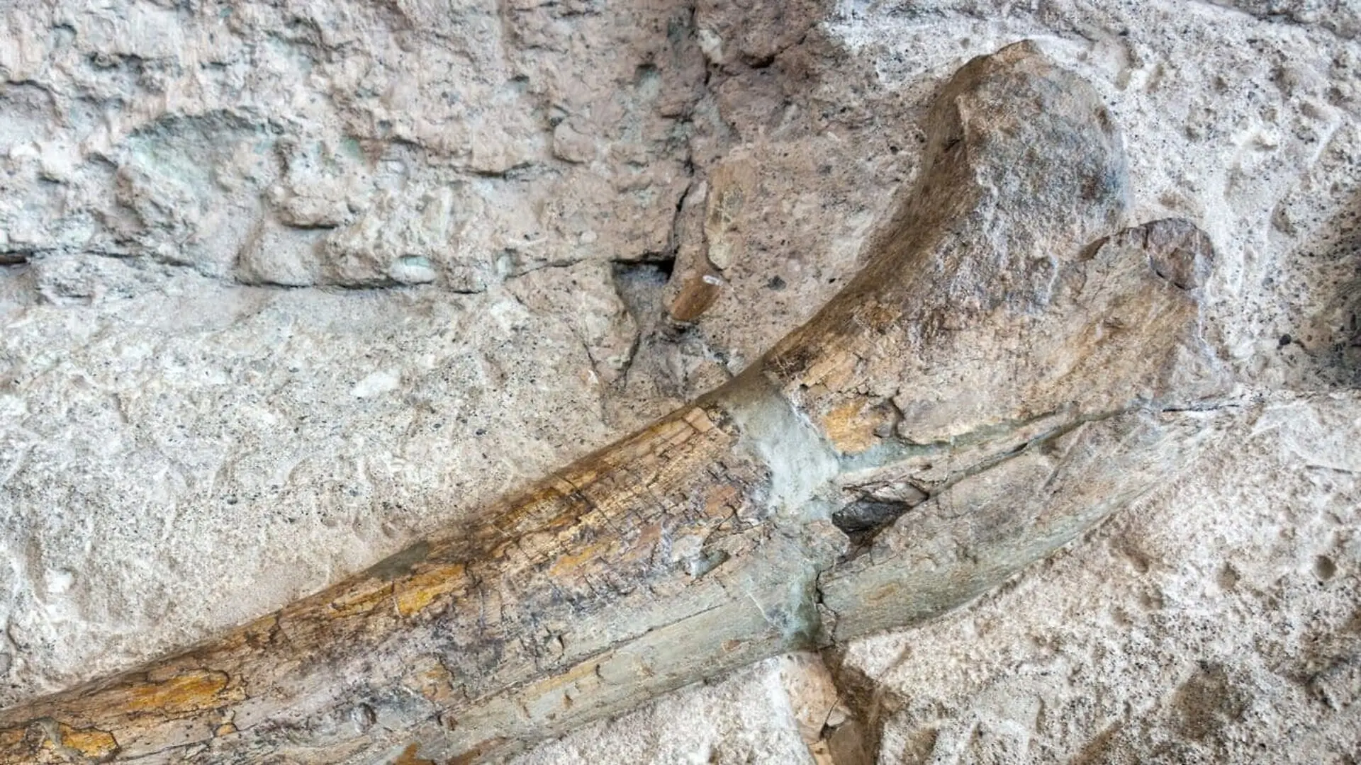 Scientists Needed Just One Bone To Identify A Brand New Giant Dinosaur Species Never Seen Before In Thailand Scaled