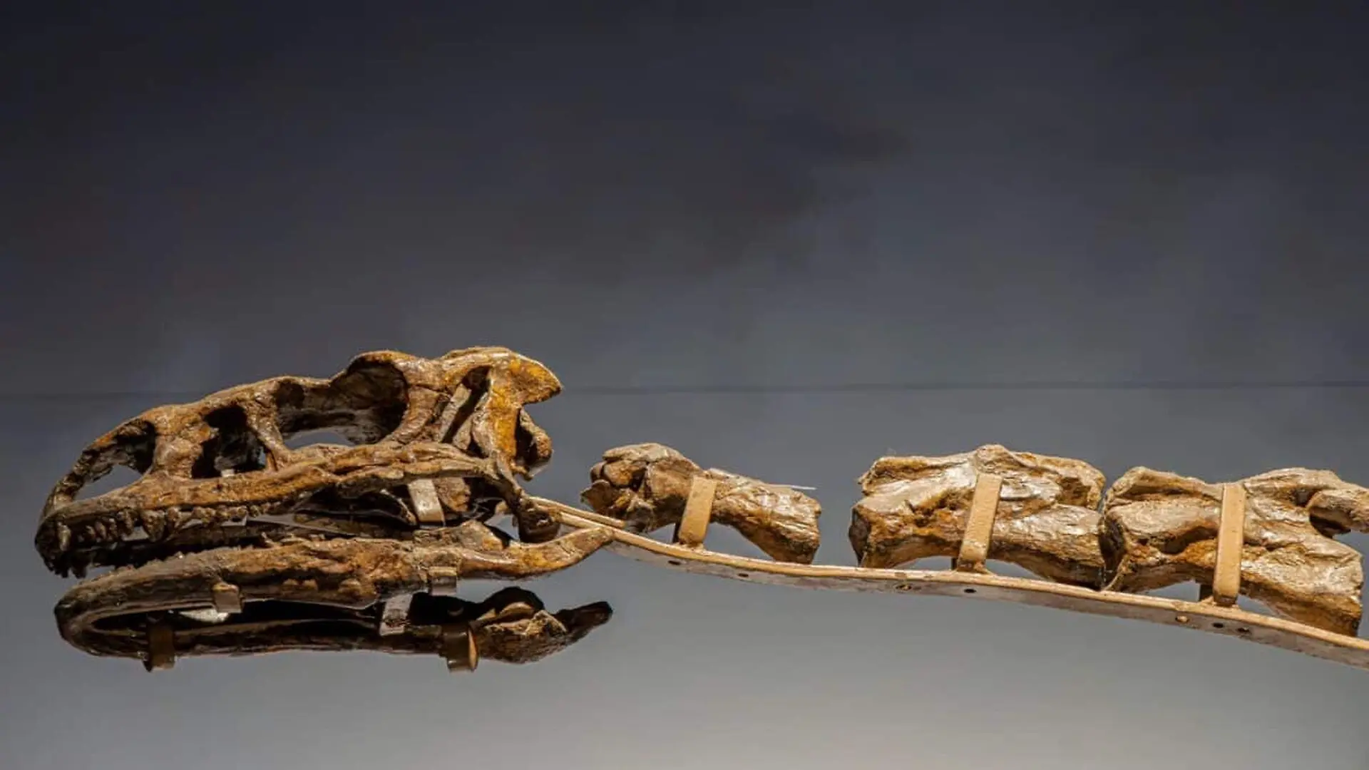 Six Ancient Dinosaur Bones Buried In China Just Revealed The First Of Their Kind Ever Found In East Asia Scaled