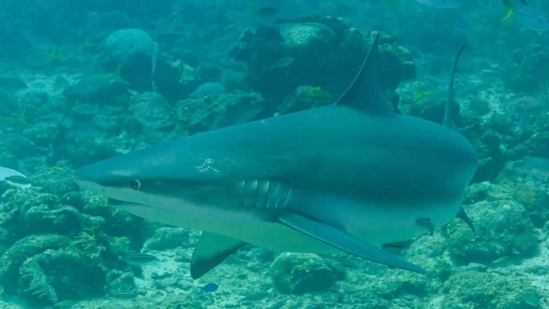 Scientists Are Turning Sharks Into Ocean Trackers To Find Out How Strong The Next Hurricanes Could Become Scaled