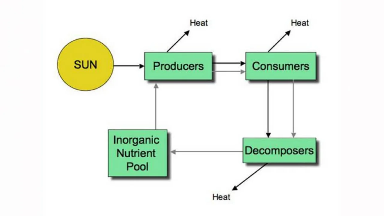 Energy and nutrient transfer through ecosystems.