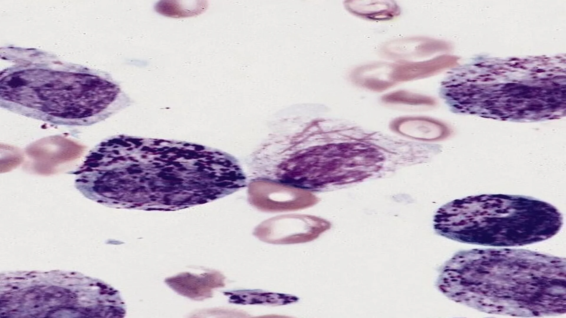 Sudan Black B-Stained Cells