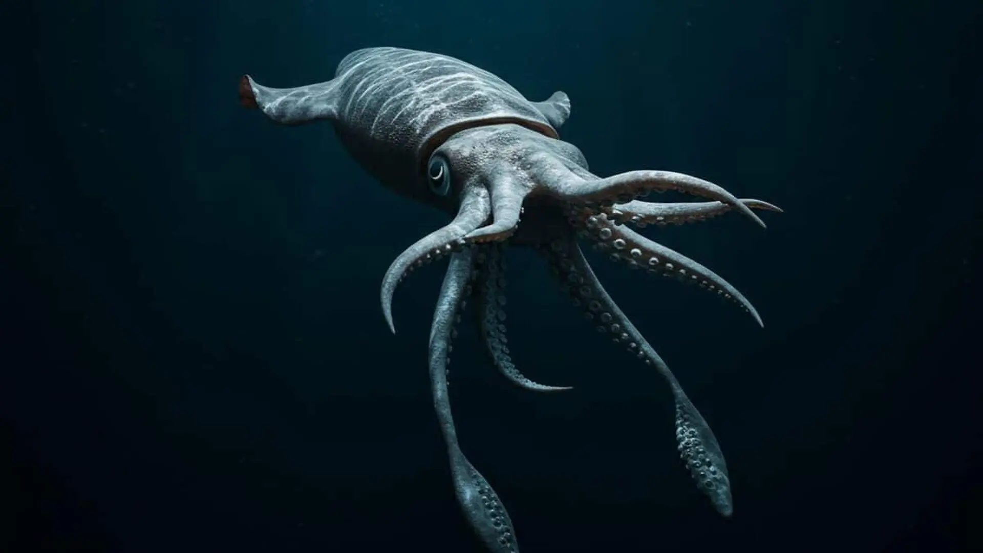 A New Deep Sea Squid Was Discovered In%e2%80%a6 Then Scientists Realized It Was A Familiar Creature Scaled