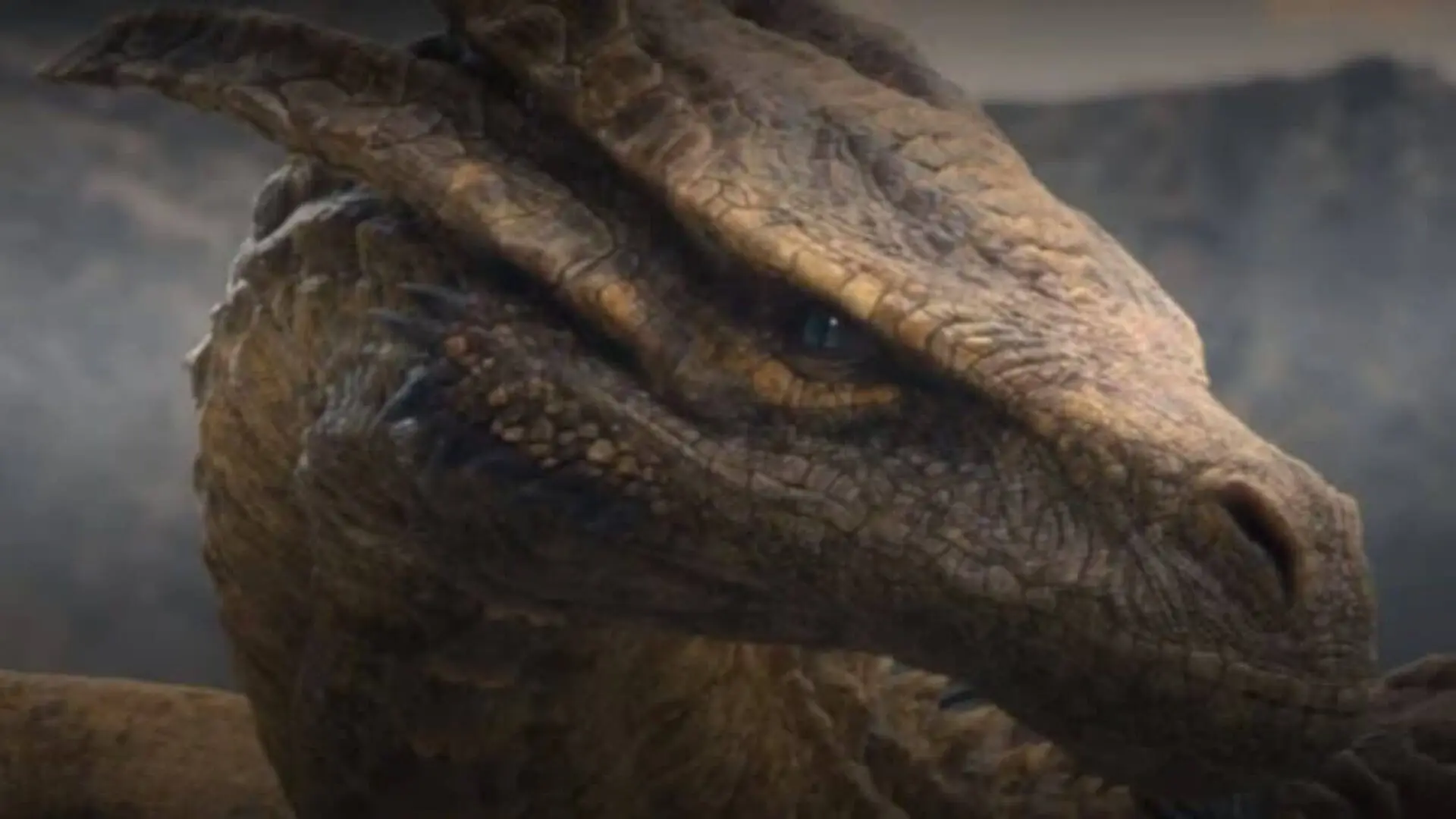 Meet The Tiny Dragon From Thailand With A Name Borrowed From Westeros Scaled