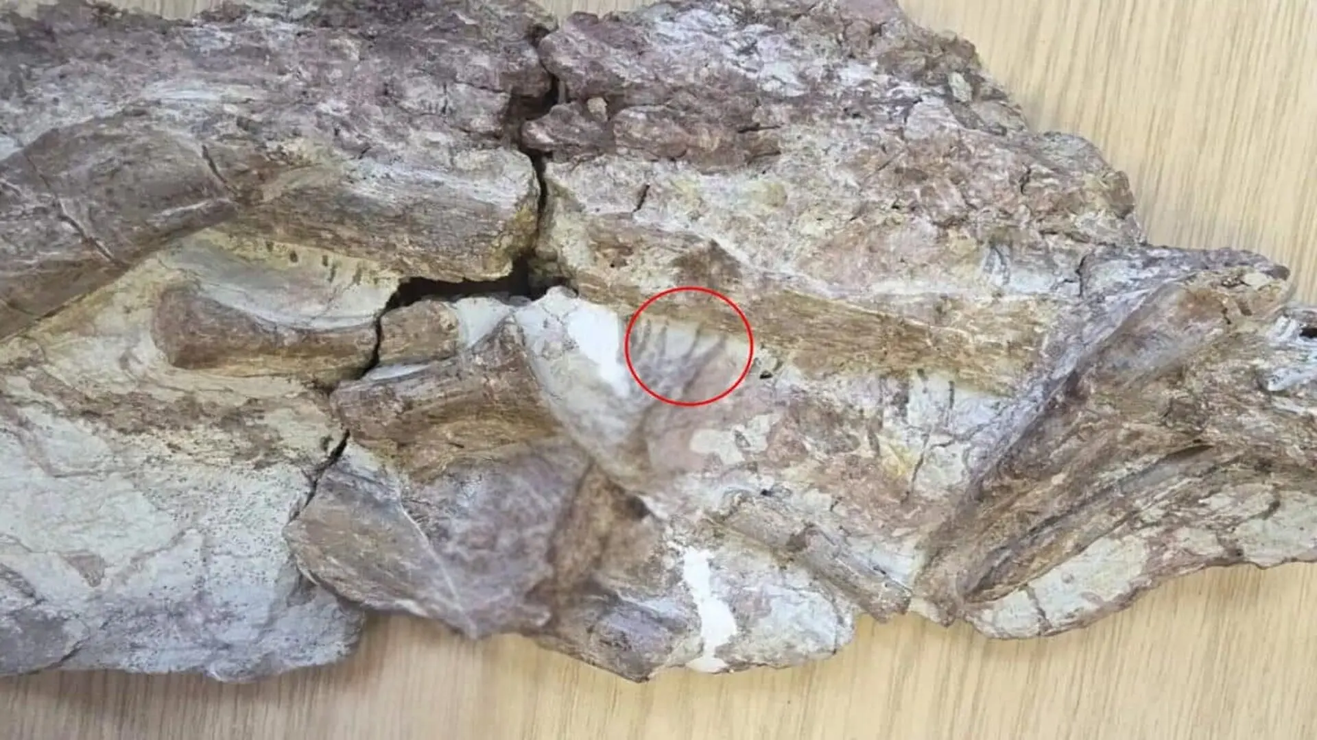 A Prehistoric Predator Had Teeth So Fragile They Reveal An Unexpected Secret Scaled