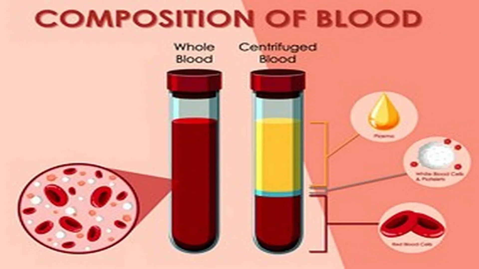 Diagram showing composition of blood.