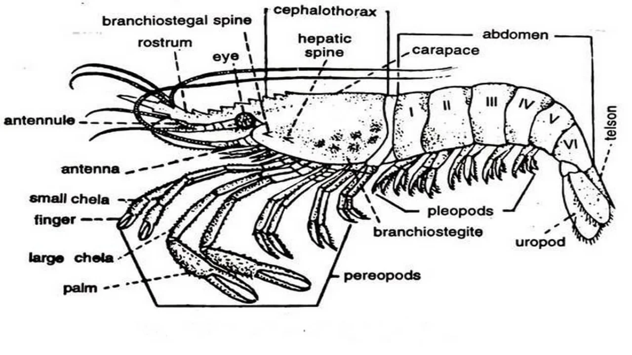 External Characters of Palaemon (Prawn).