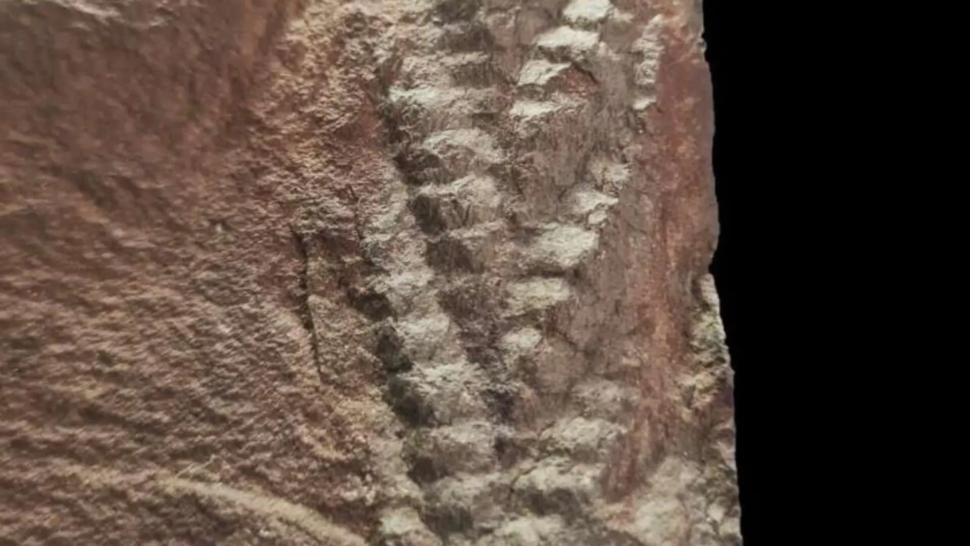Rocks Fell Off A Cliff In Norway Split Open And Revealed A 560 Million Year Old Fossil Creature Preserved In 3d Scaled
