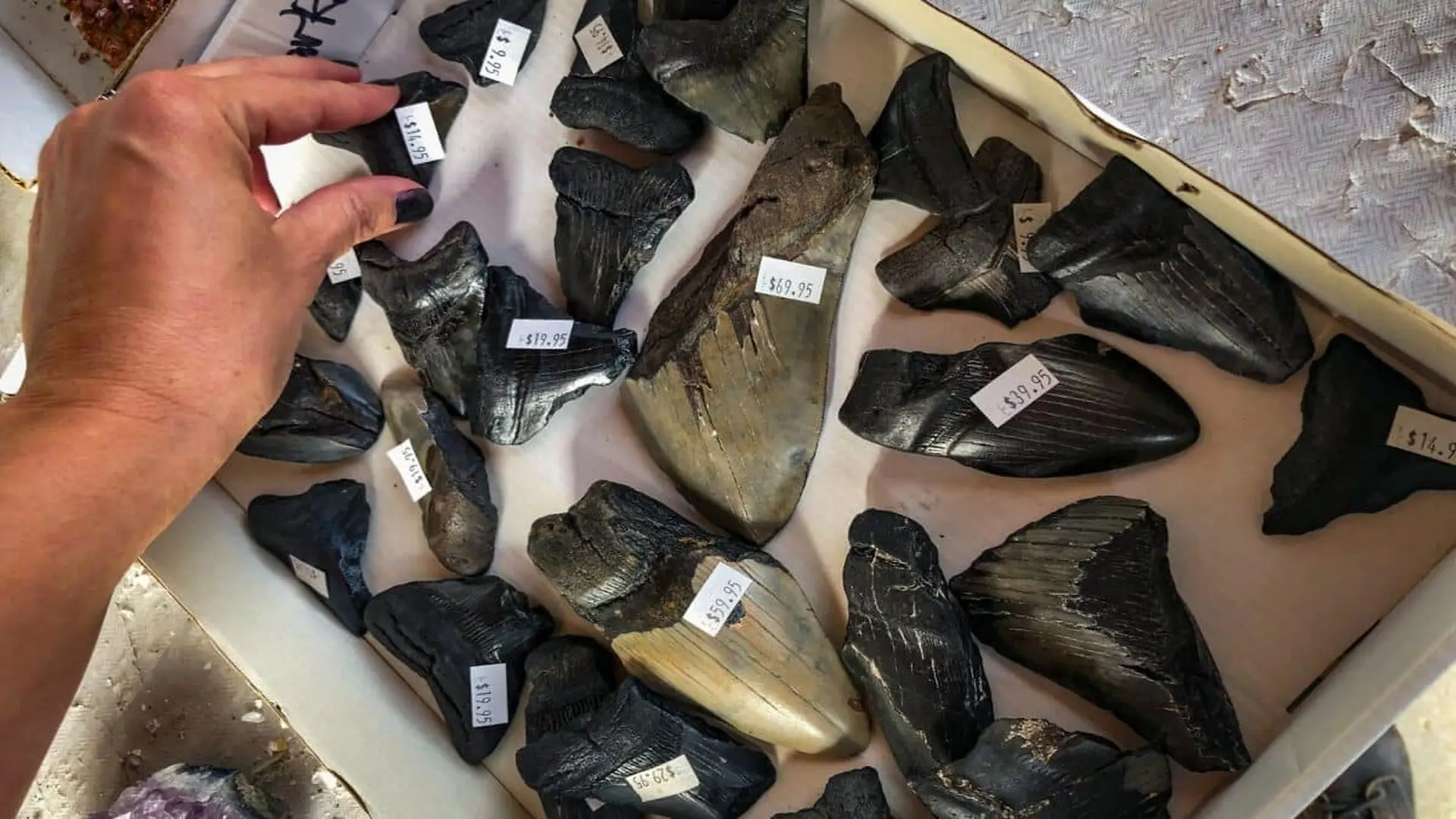 The Worlds Largest Megalodon Vertebra Was Lost During A Museum Move For More Than 30 Years Scientists Have Finally Found It Again Scaled