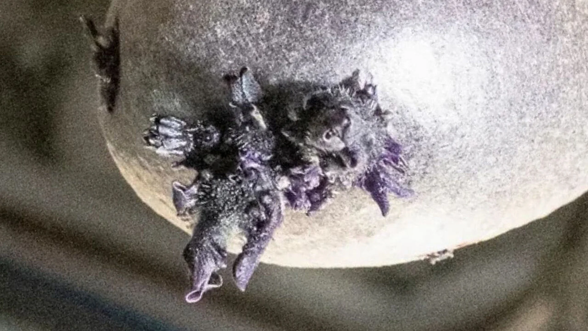 A close-up of a dark purple potato floating in a spacecraft, featuring several thick, curling sprouts and a small square of white Velcro on its surface.