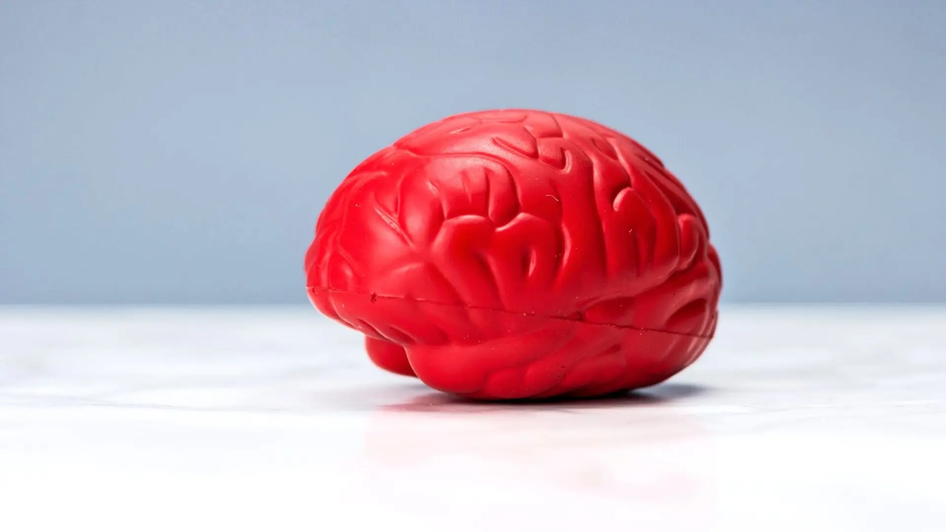 A red stress ball in the shape of a brain.