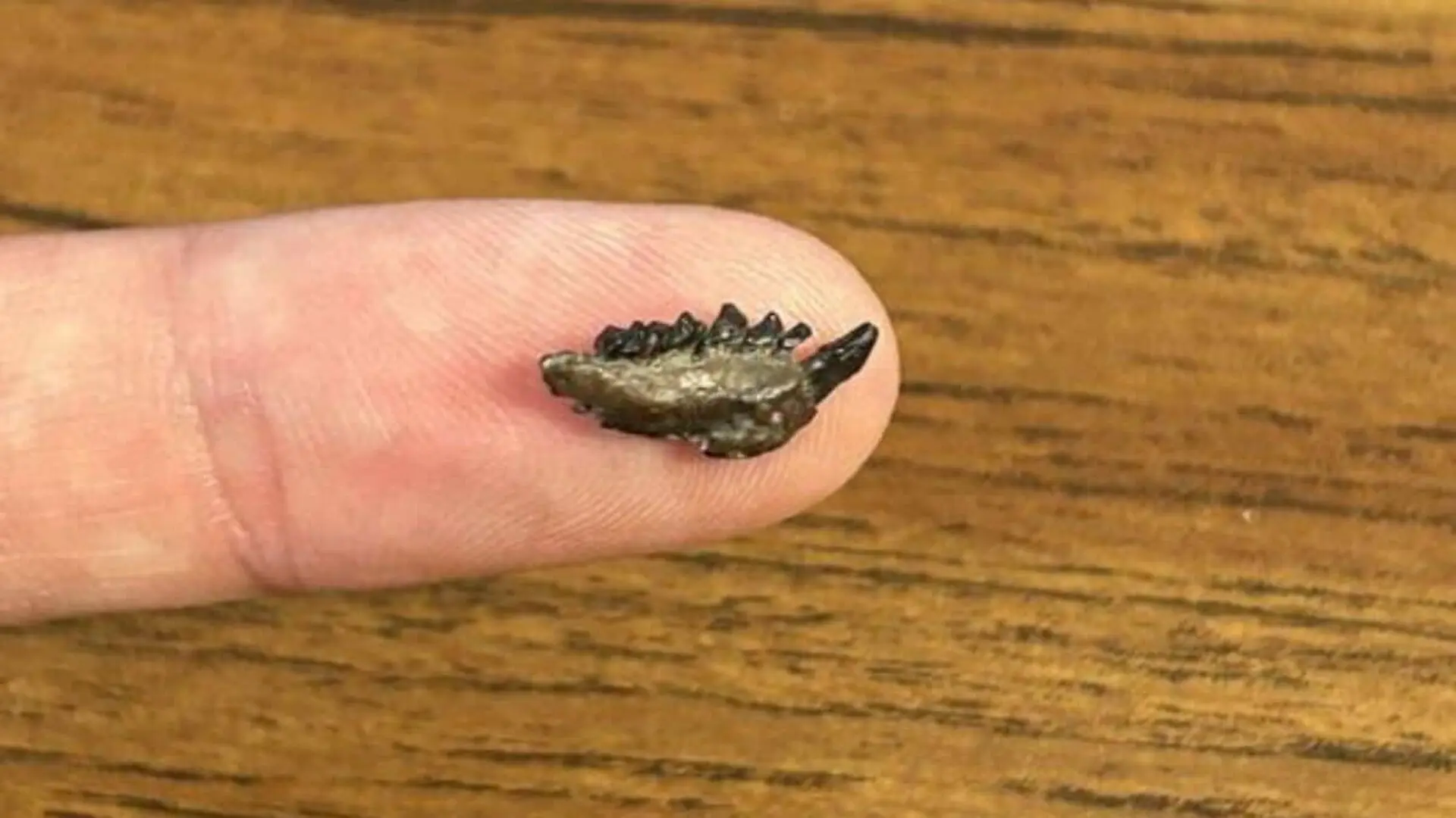 Scientists Dug Into Ancient Wyoming Rock And Found A Tiny Fossil After 50 Million Years That Didnt Fit The Evolutionary Record Scaled