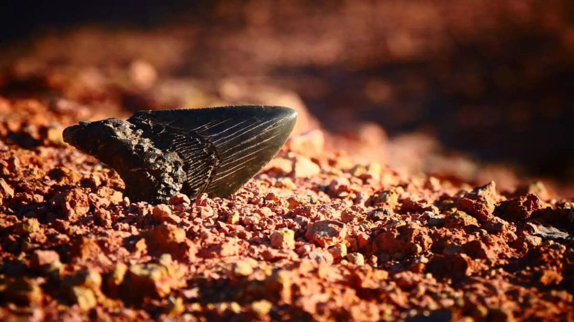 A Deep Sea Robot Found A Megalodon Tooth Feet Below The Pacific In A Place No One Had Ever Explored Scaled
