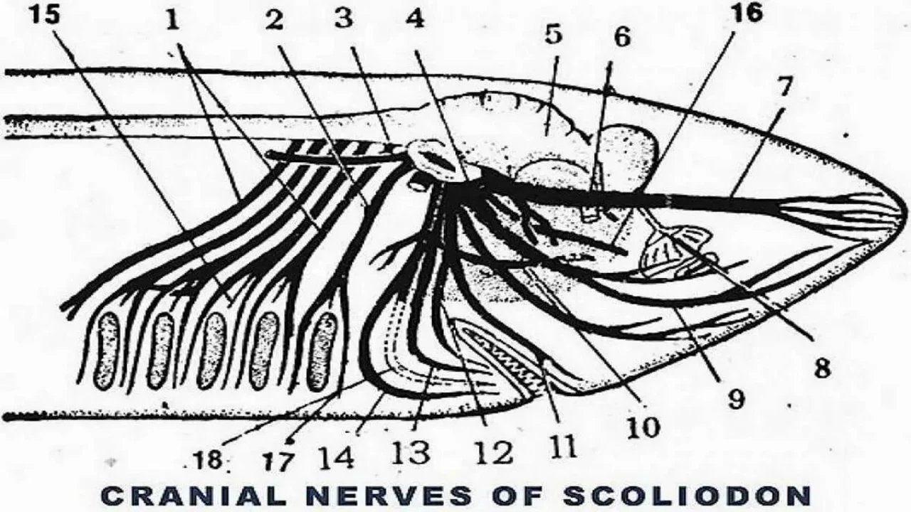 Cranial Nerves of Scoliodon