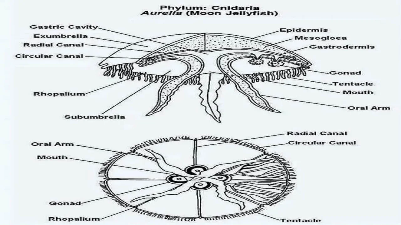 Aurelia: Gastro Vascular System and Nutrition