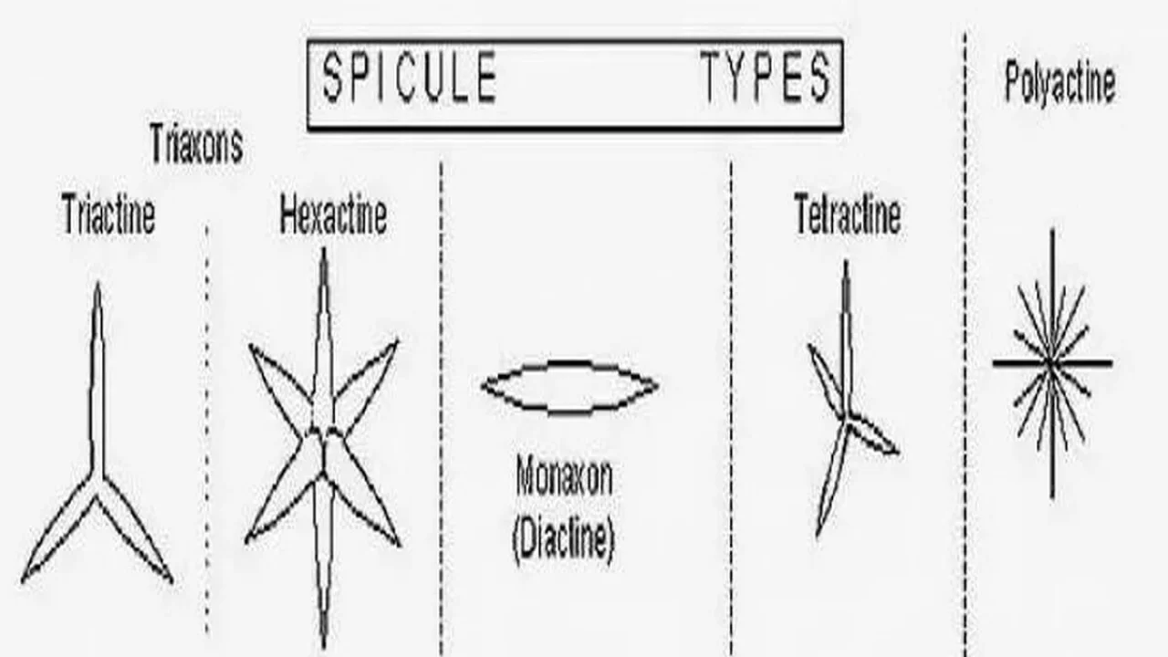 Spicules in Sycon (Sponge).