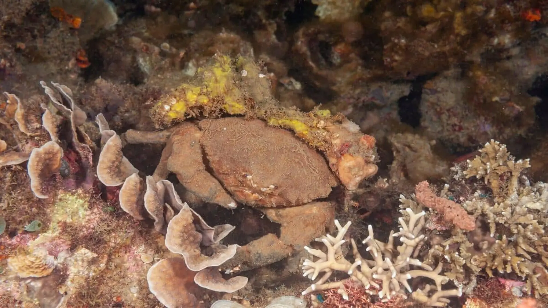 This Tiny Crab Hid Under South China Sea Rocks For Years %e2%80%94 Then Scientists Discovered It Was A Completely New Species Scaled