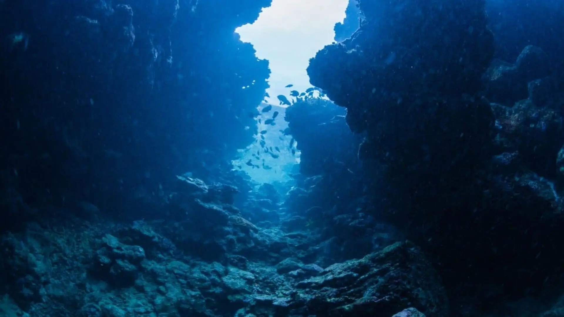 A Two Week Expedition Off Brazil Uncovered 31 Marine Species That Had Never Been Described Before Scaled