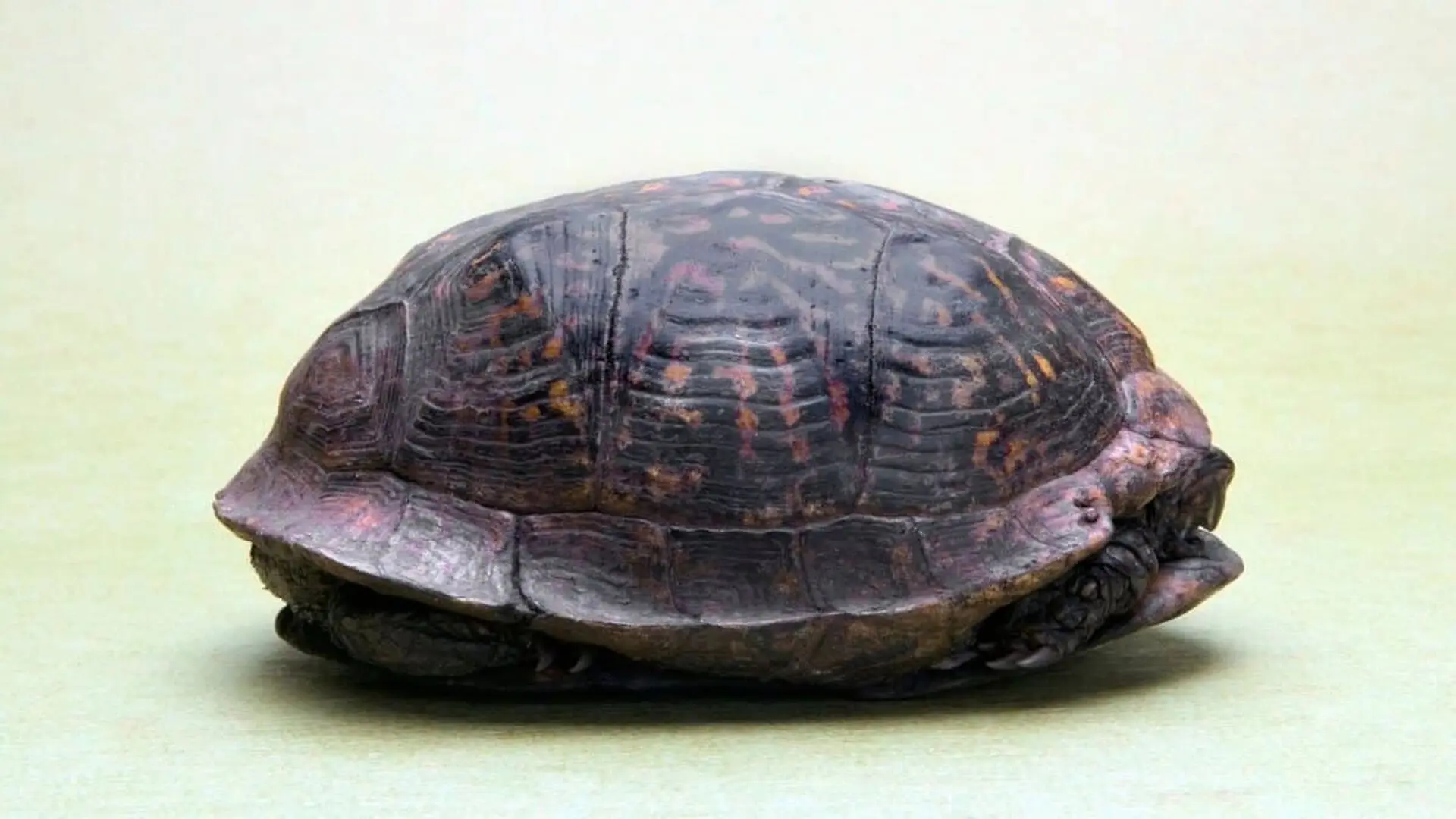 Giant Fossil Turtle Found In The Amazon Reveals A Lost World Of Massive Reptiles Scaled