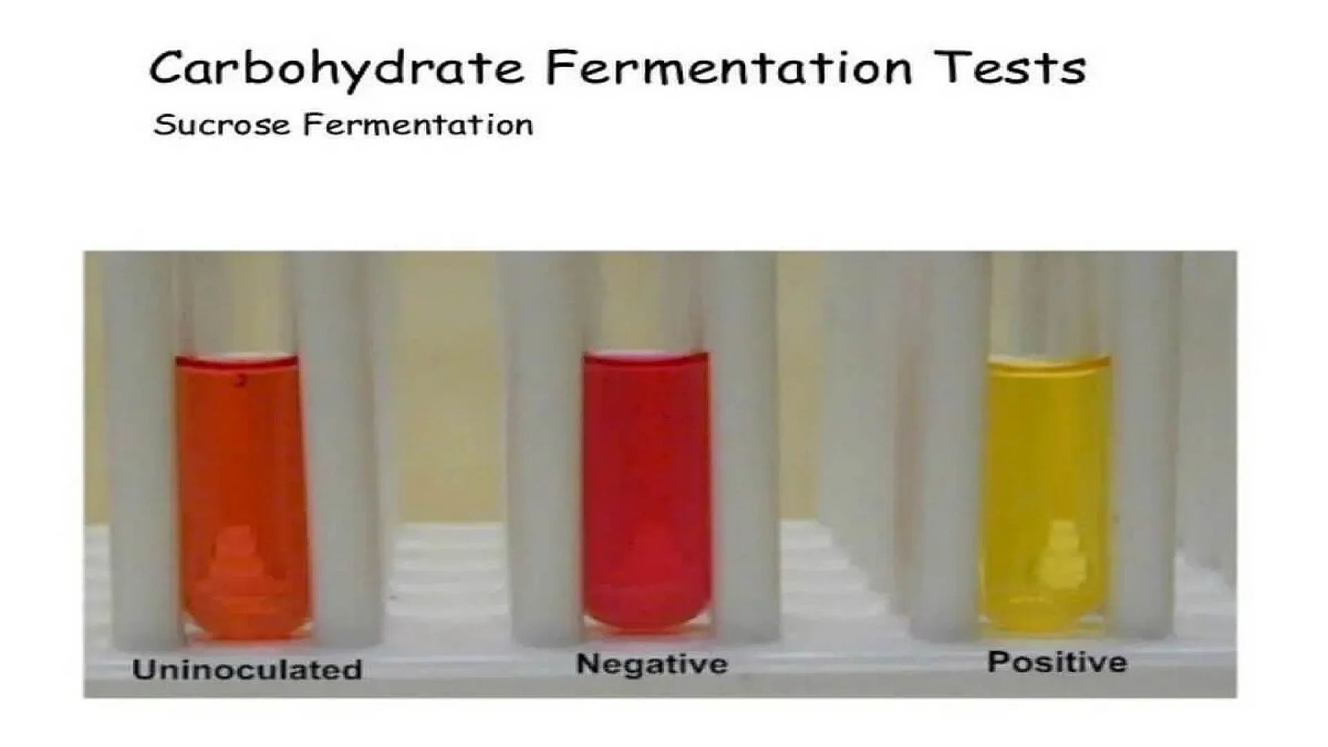 Sucrose Fermentation.