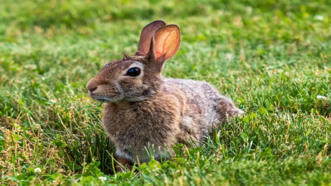 Free photo closeup shot of bunny rabbit with brown fur laying in the grass.