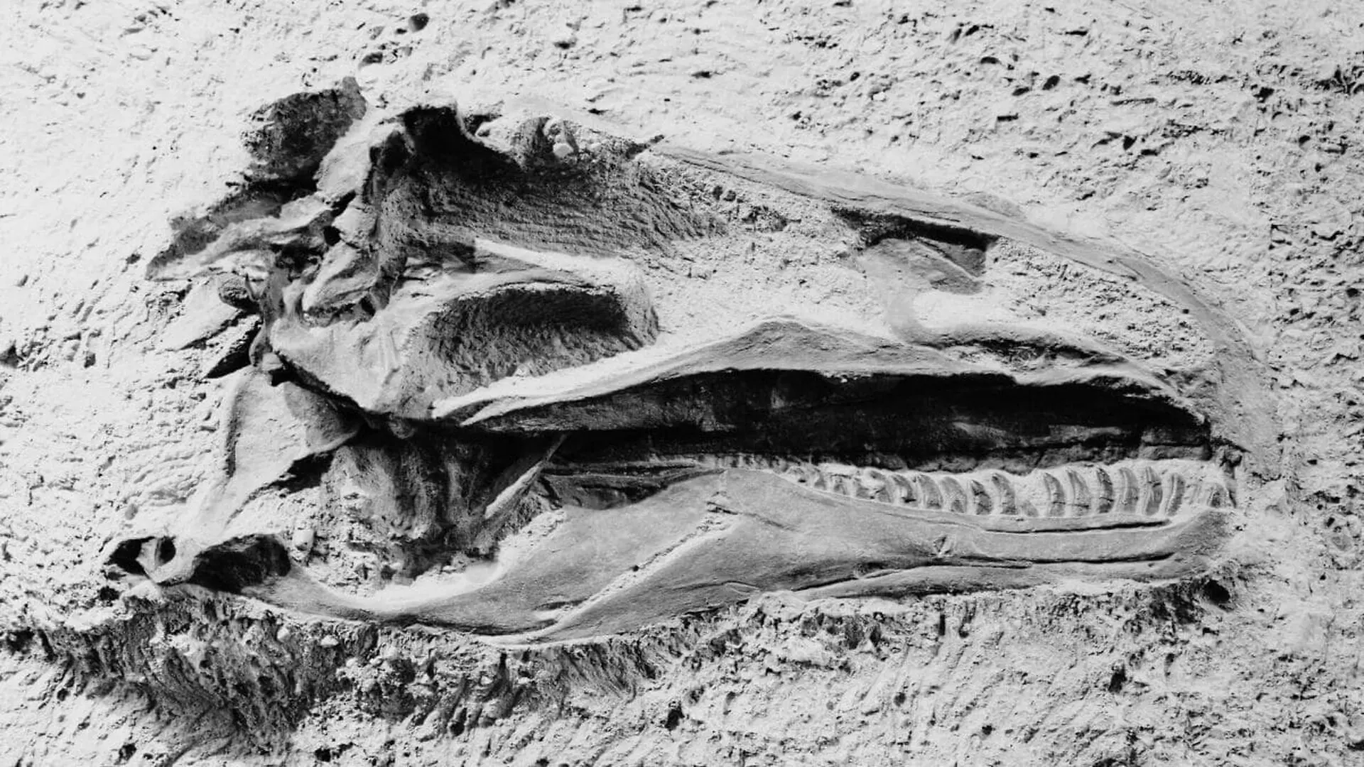 A New Fossil Discovery May Push Back The Timeline Linked To The First Dinosaurs Scaled