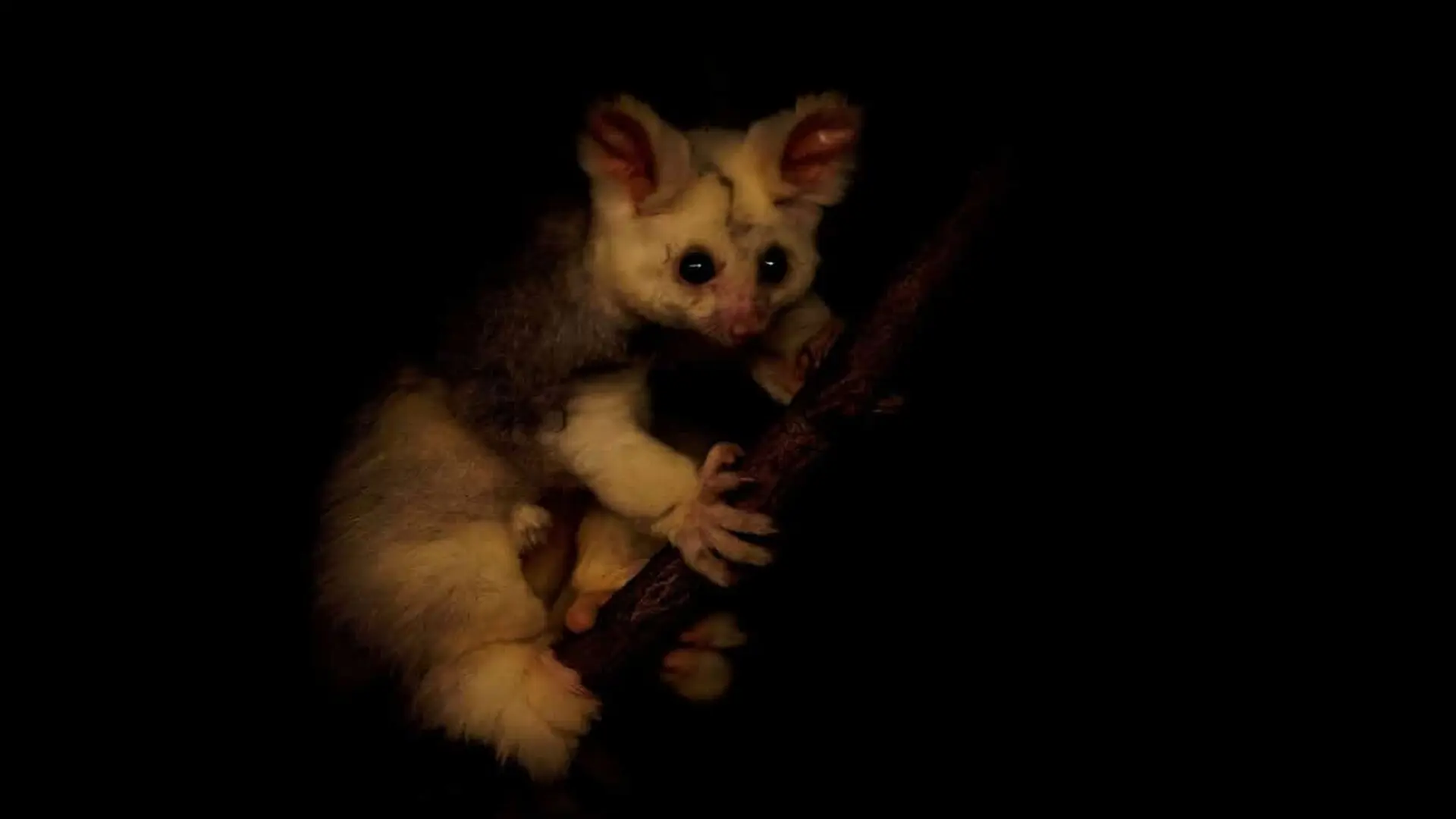 Greater Glider Petauroides Volans Climbing A Tree Branch At Night A Rare Australian Arboreal Marsupial With Large Eyes Adapted For Nocturnal Life And An Iconic Endemic Species In Its Natural H Scaled