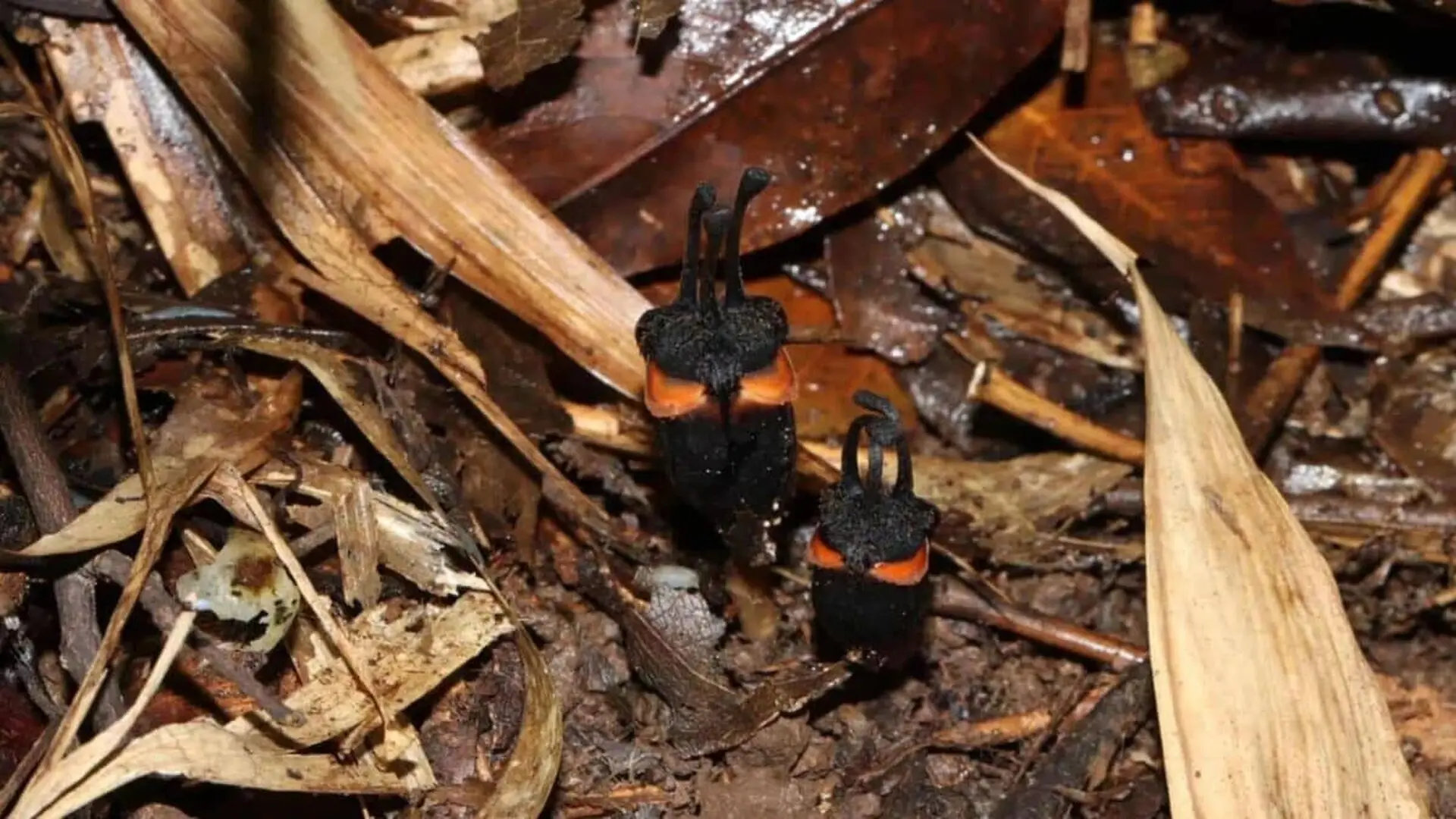 A Mysterious Black Flower Hidden Beneath Thailands Forest Floor Has Just Been Identified By Scientists Scaled