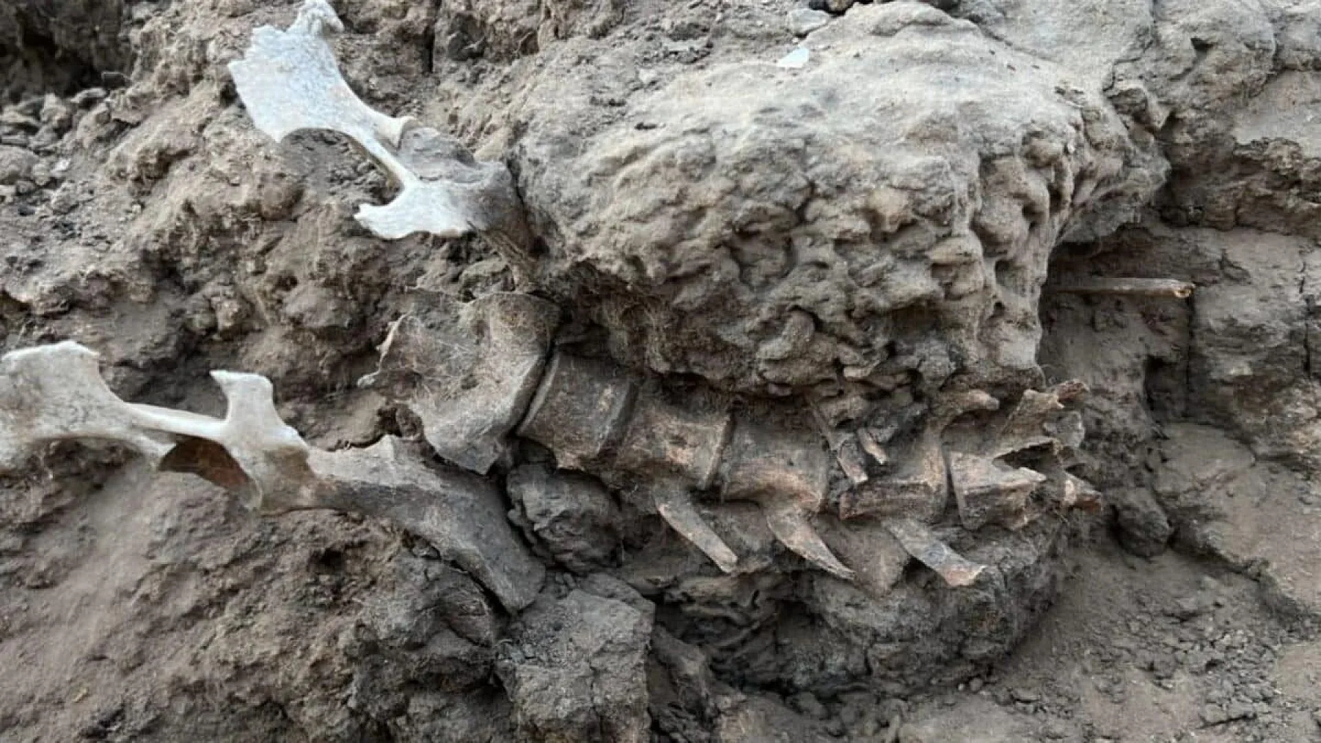 Archaeologists Found A Year Old Skeleton In An Eroded Australian Road And It Was Neither Human Nor Dinosaur Scaled